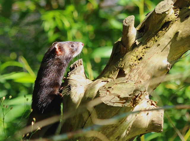 Mít doma kuny je nepříjemné. 
